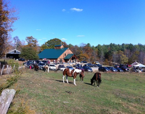 horses on a farm