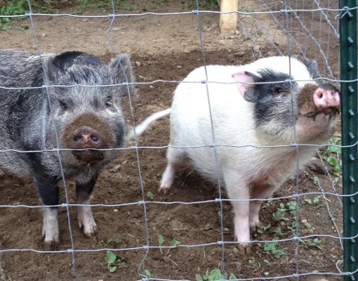 two pigs