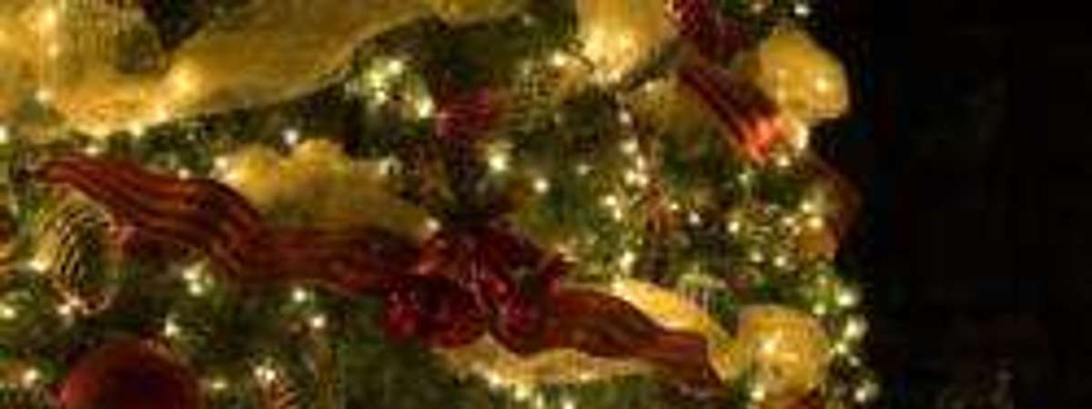 close up of Christmas tree