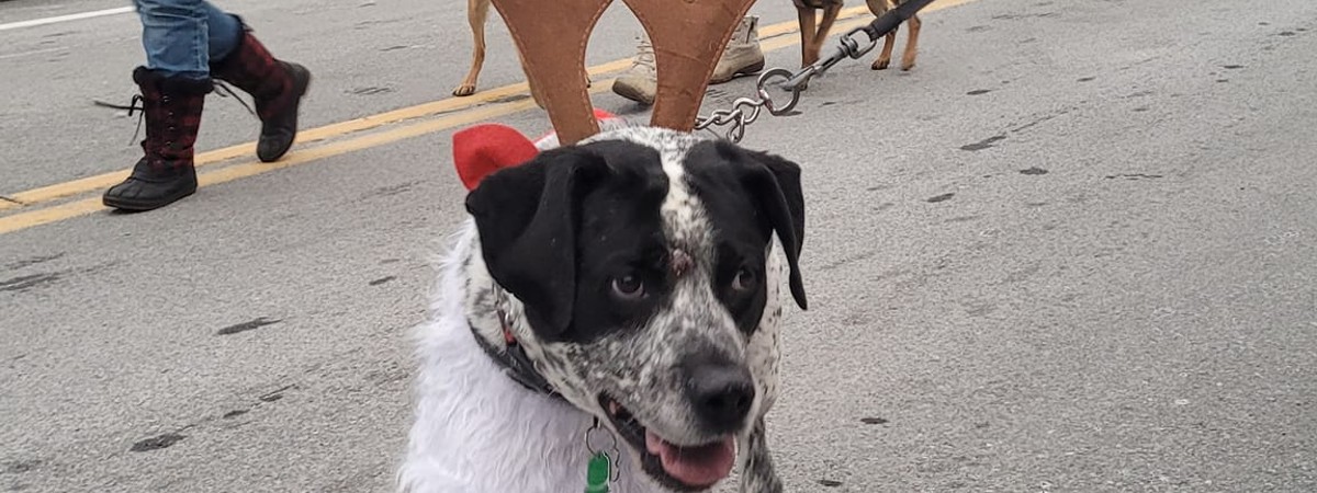 christmas on main street in inlet