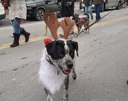 christmas on main street in inlet