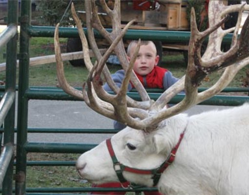Reindeer can be seen at the Christmas in Warrensburgh celebration