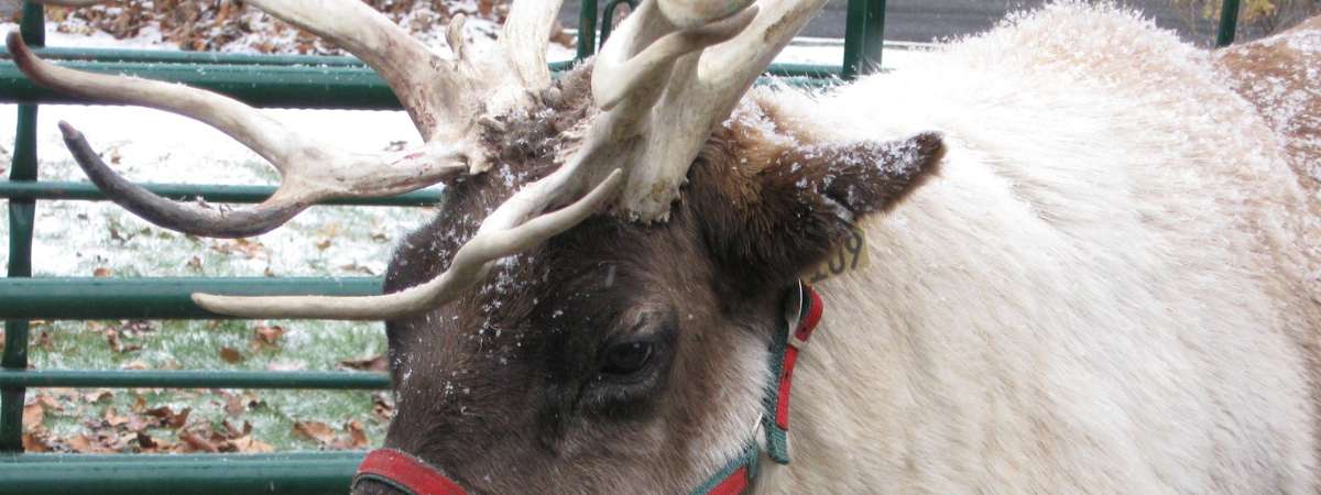 up close view of a reindeer