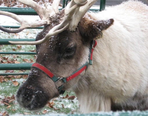up close view of a reindeer
