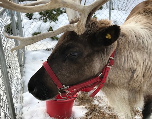 reindeer