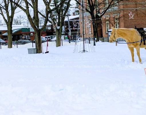 pony rides at winter carnival