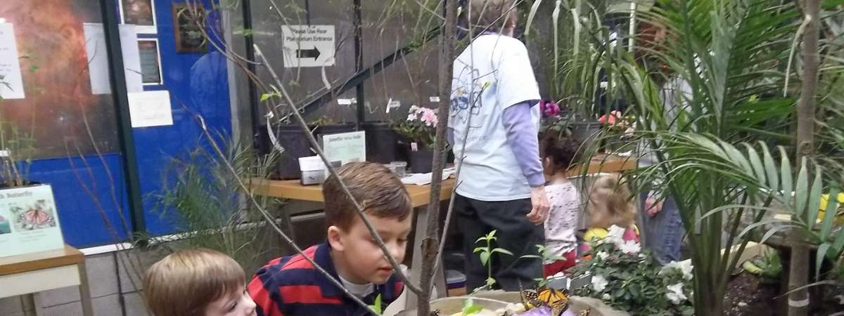 kids looking at butterflies
