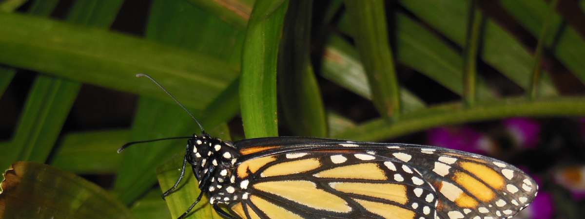 a monarch butterfly on a green plant