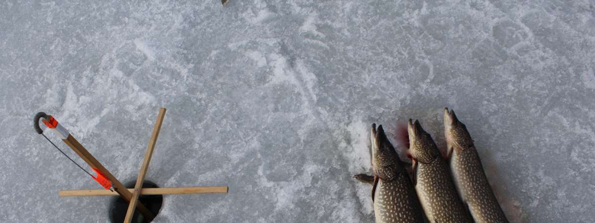 three fish on ice near an ice fishing hole