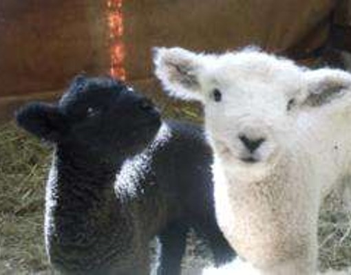 black and white lambs