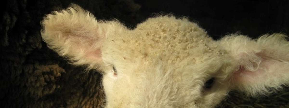 close up of lamb's face