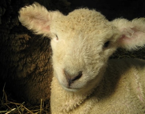 close up of lamb's face