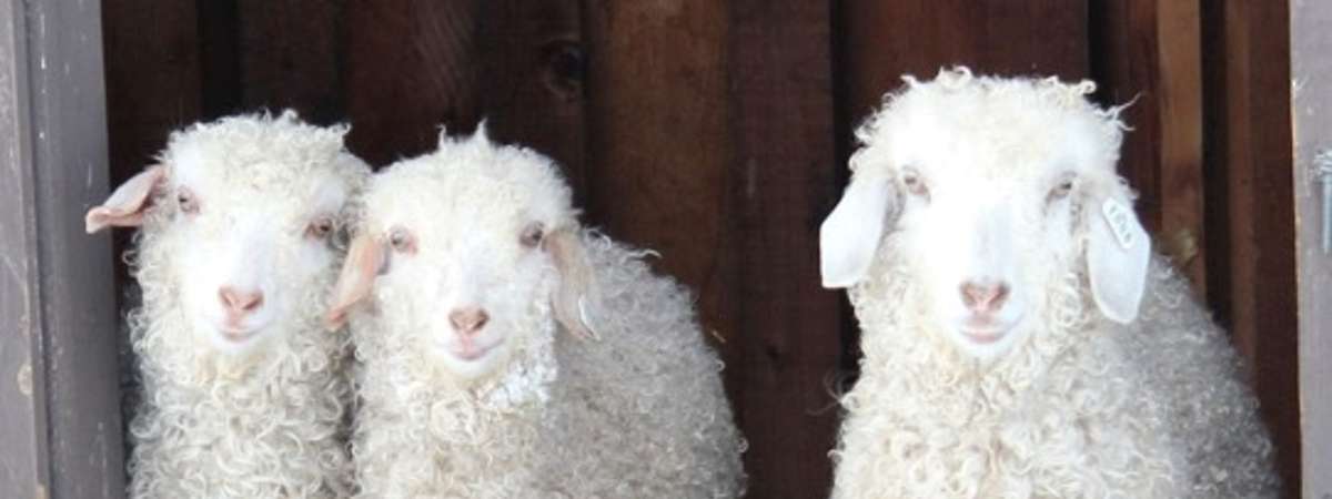 three young lambs