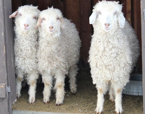 three young lambs