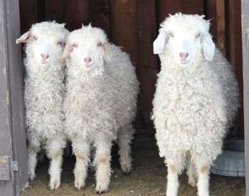 three young lambs