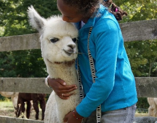 girl hugging alpaca