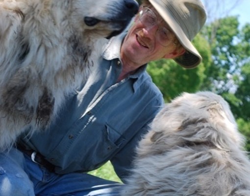 man with white dogs