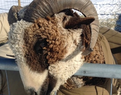 goat with large horns