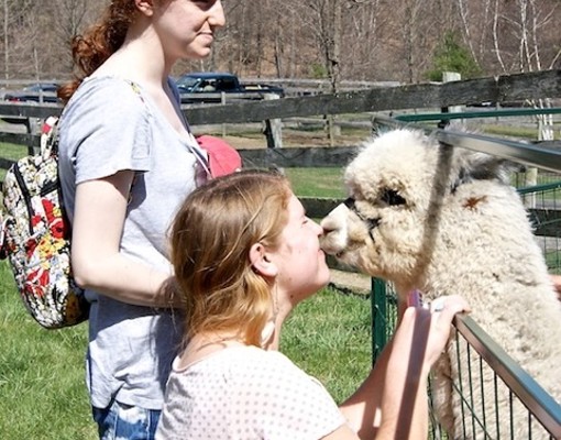 people meeting farm animal