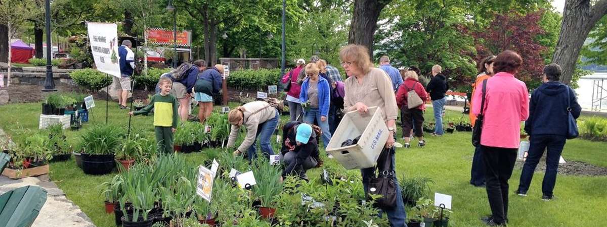 people shopping for plants on a lawn