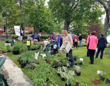 people shopping for plants on a lawn