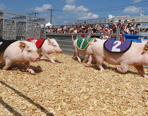 racing pigs