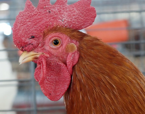 a hen