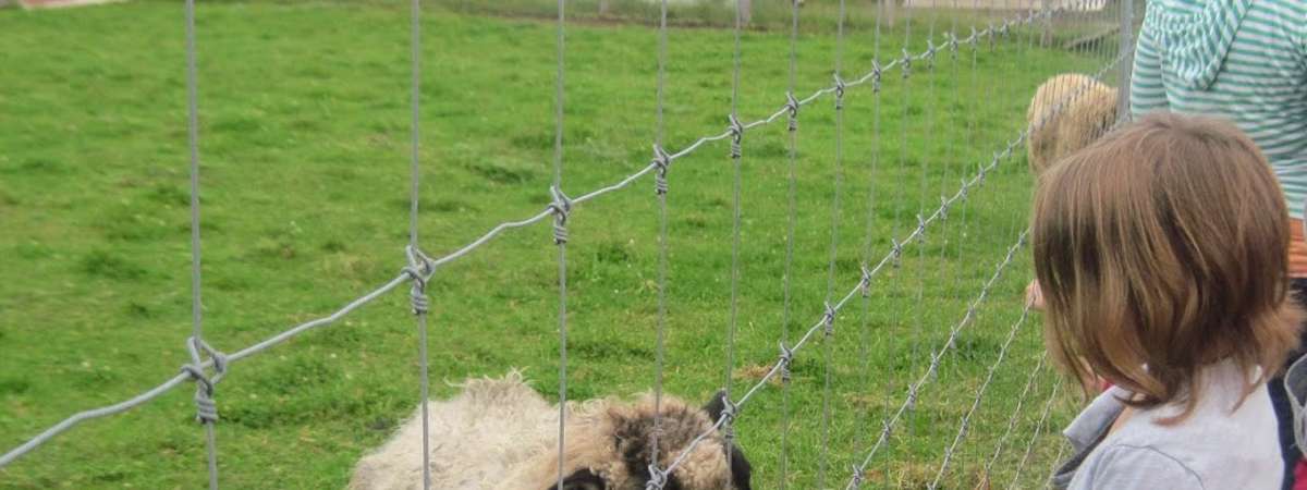 girl feeding sheep through fence