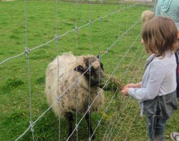 girl feeding sheep through fence