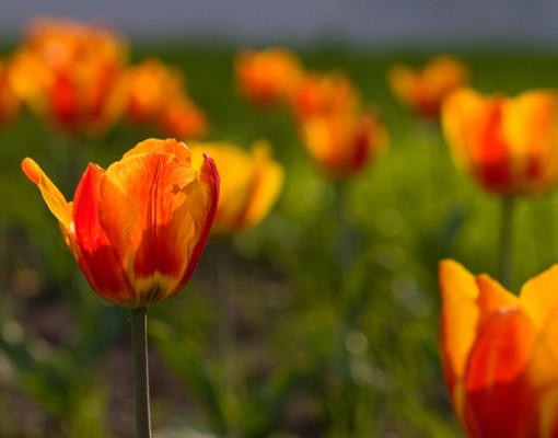 orangeish red tulips