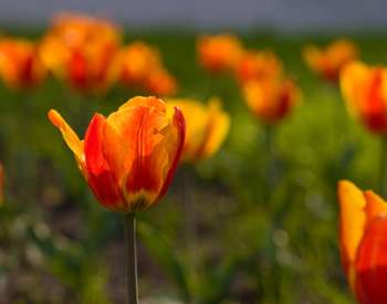 orangeish red tulips