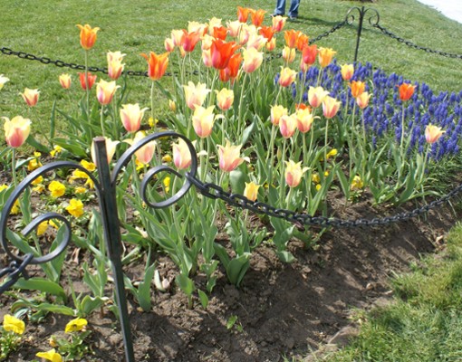 a tulip bed