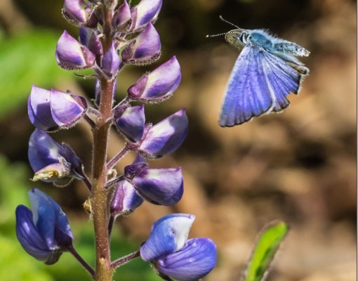 butterfly by flower