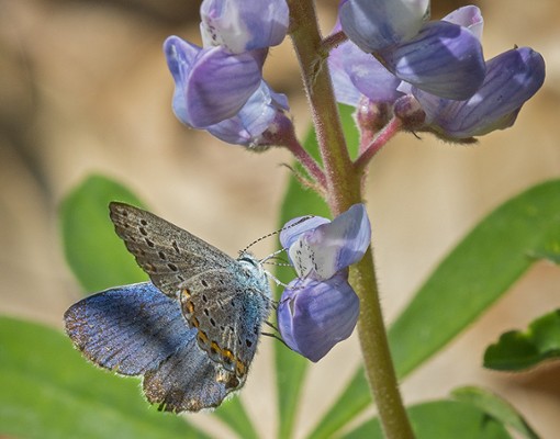 butterflies by flower