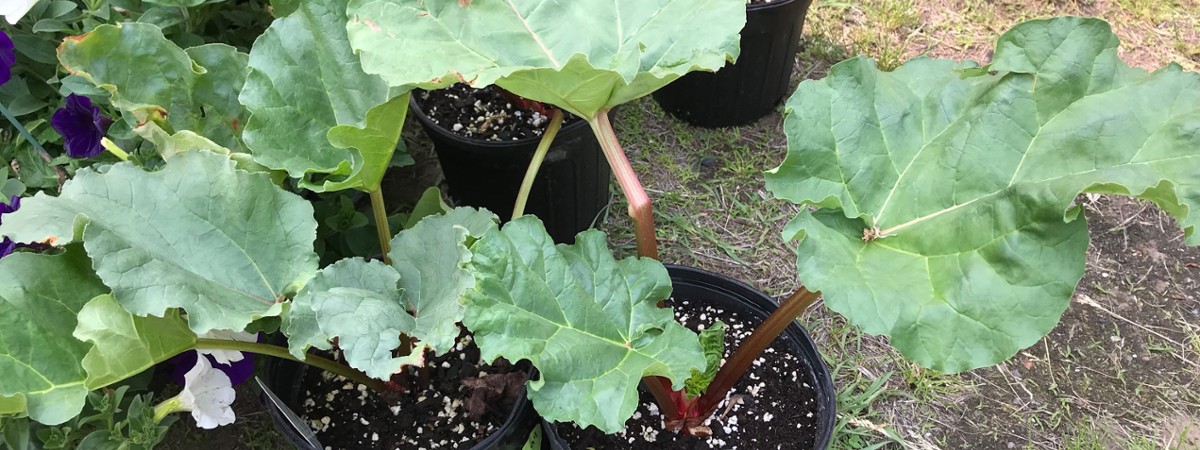 large potted plants