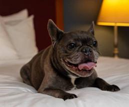 small dog on hotel bed