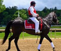 horse at saratoga race course with irder