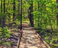hiking path in the woods