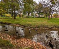 ducks in stream in congress park in early fall