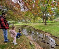 family watches ducks in congress park in fall