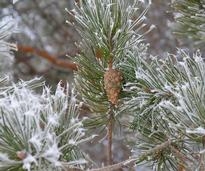 Frost On Trees In Winter