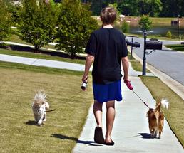 boy walking dogs