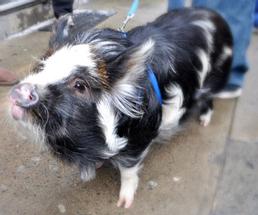 Pet potbelly pig on a leash