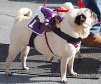 dog in costume