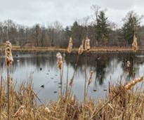 cattails and water on trail in winter