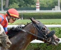 closeup of a jockey and horse