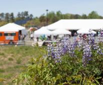 lupine flowers in the foreground, food trucks and vendors in the background
