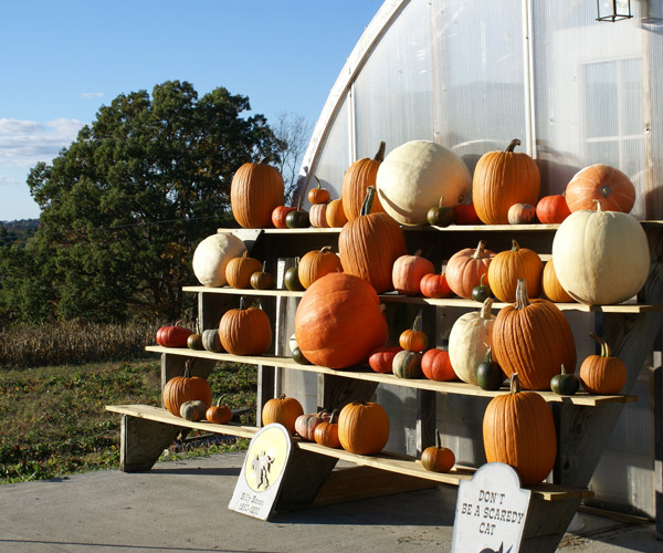 pumpkins