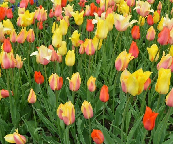 tulips