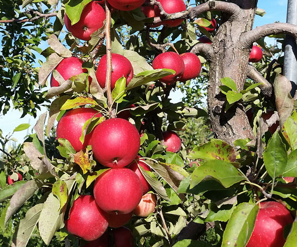 apples on a tree